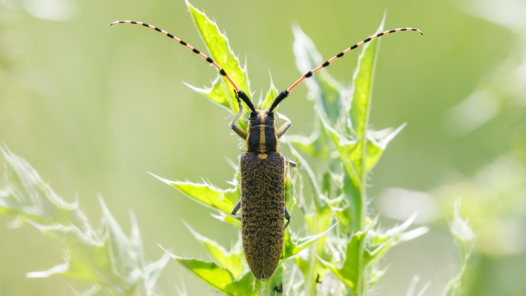 Cerambycidae Agapanthia dahli