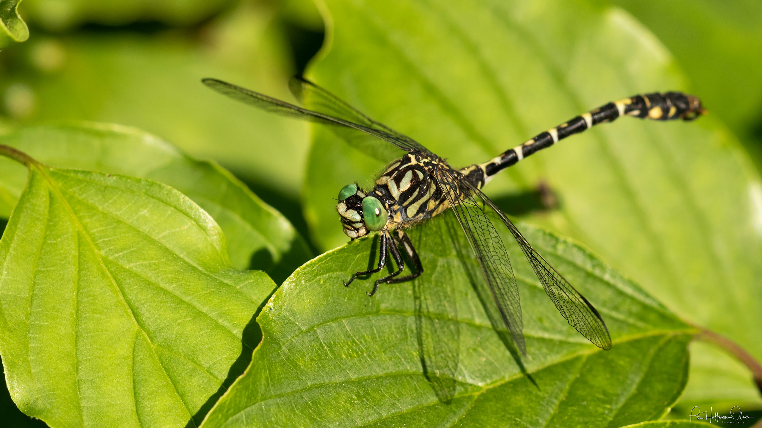 Onychogomphus forcipatus