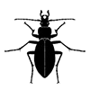 Carabidae