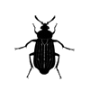 Silphidae