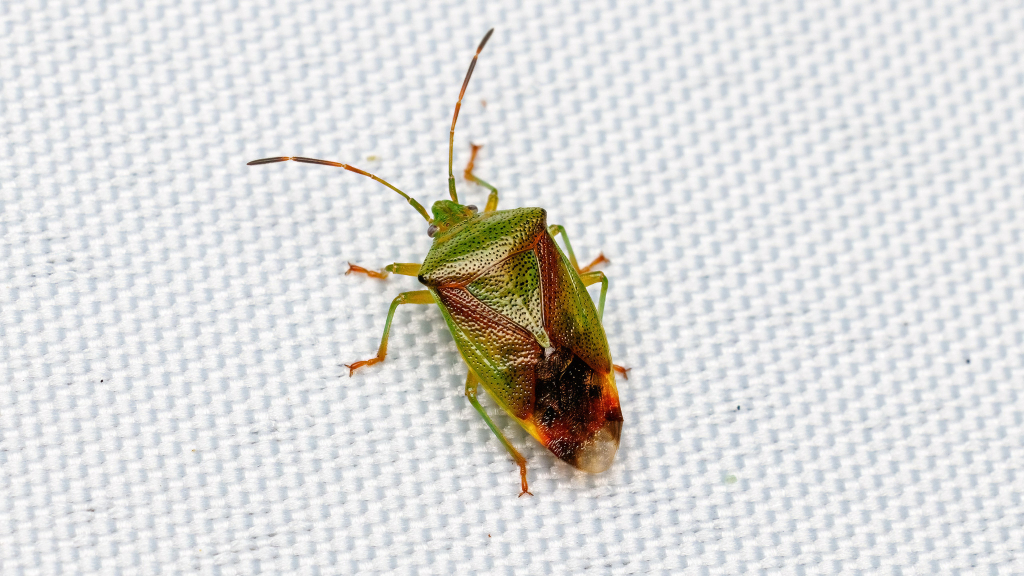 Elasmostethus sp.