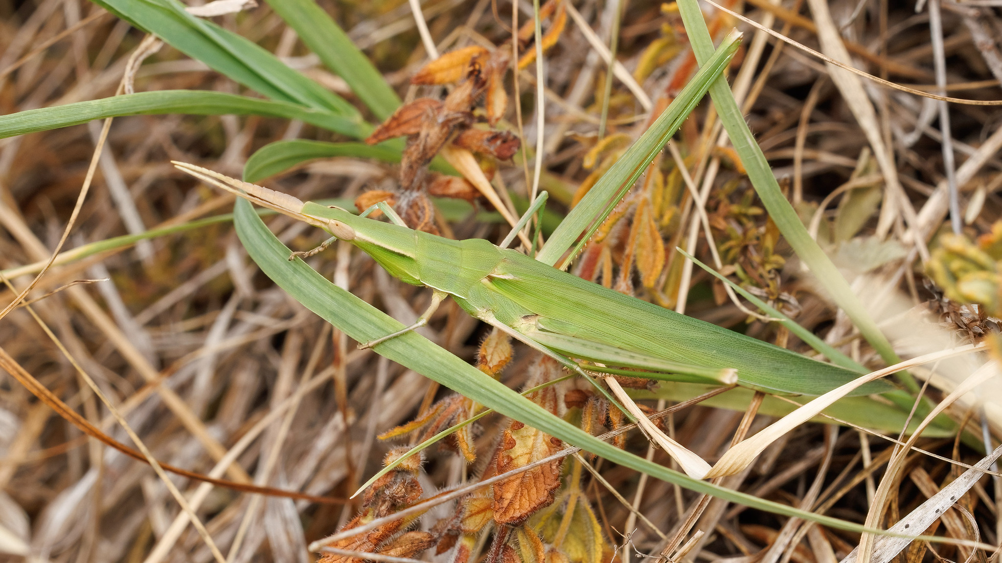 Acrida ungarica