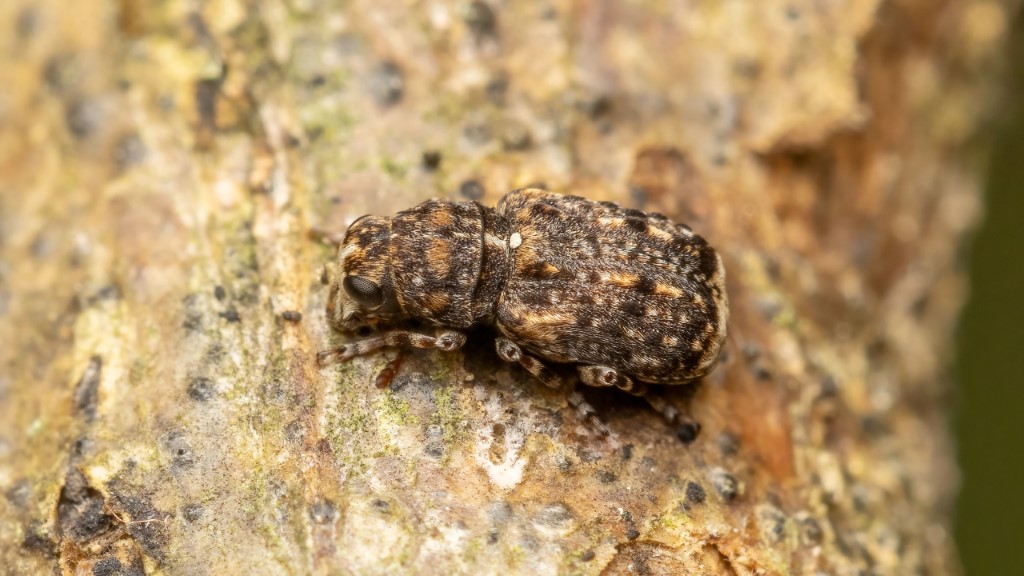 Anthribidae Dissoleucas niveirostris