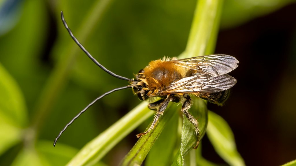 Eucera sp.