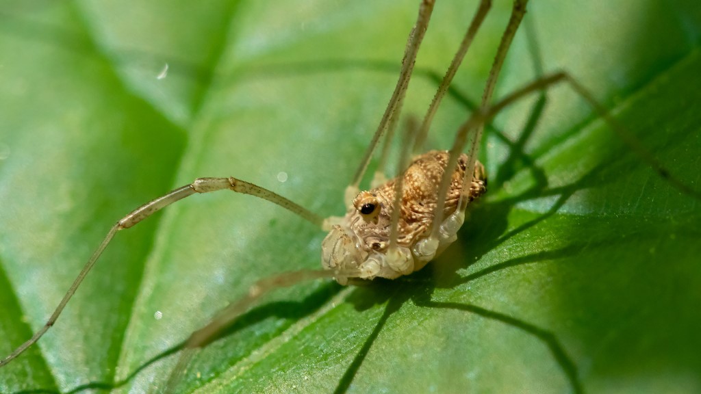 PHALANGIIDAE sp. Latreille, 1802 - Biodiversidade