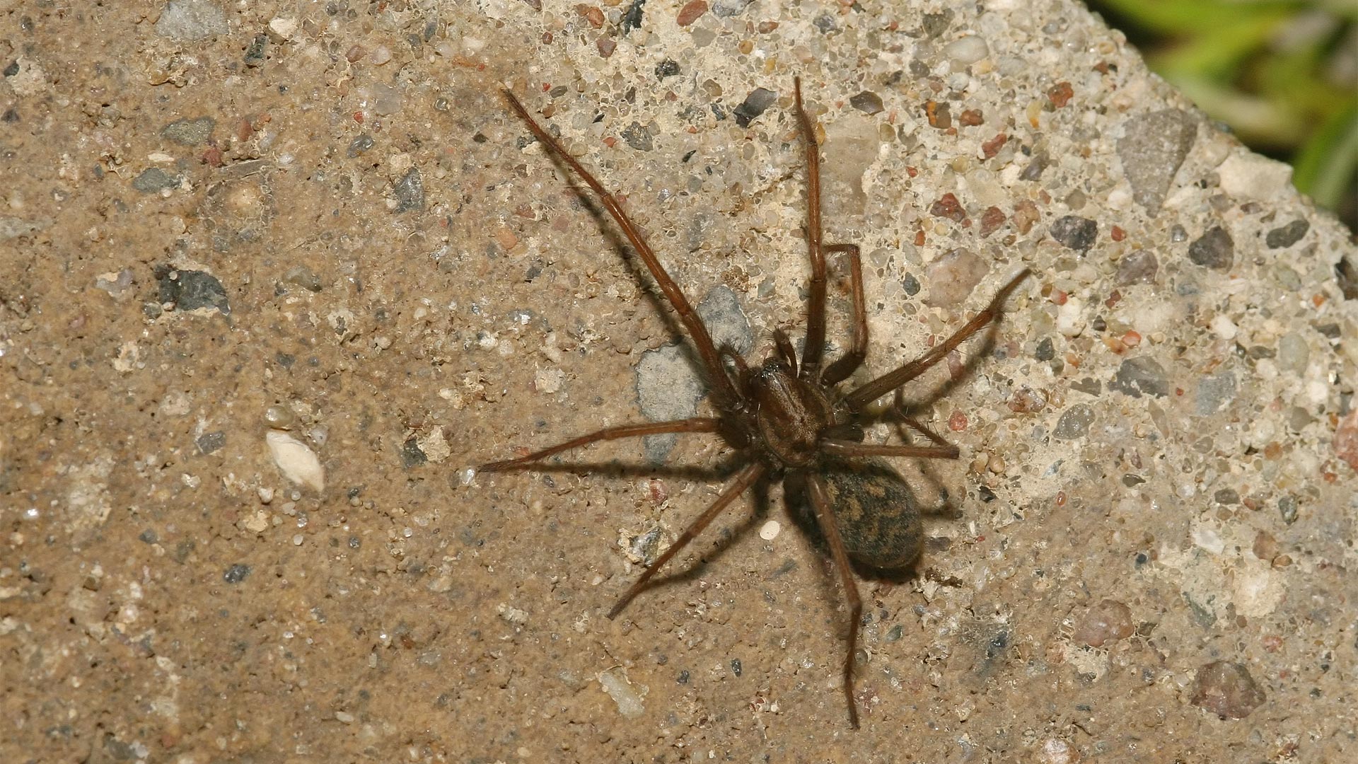 Tegenaria atrica