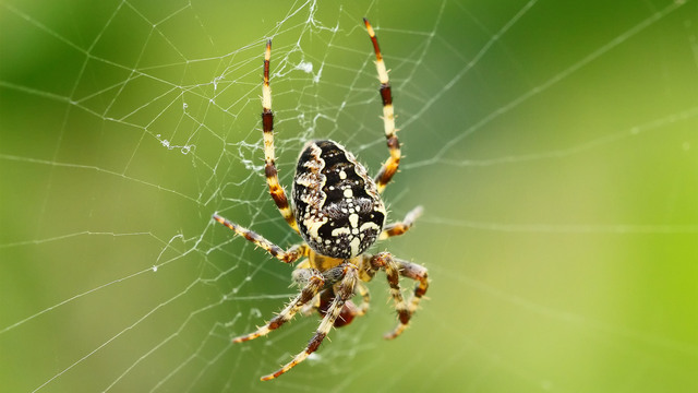 Araneus diadematus