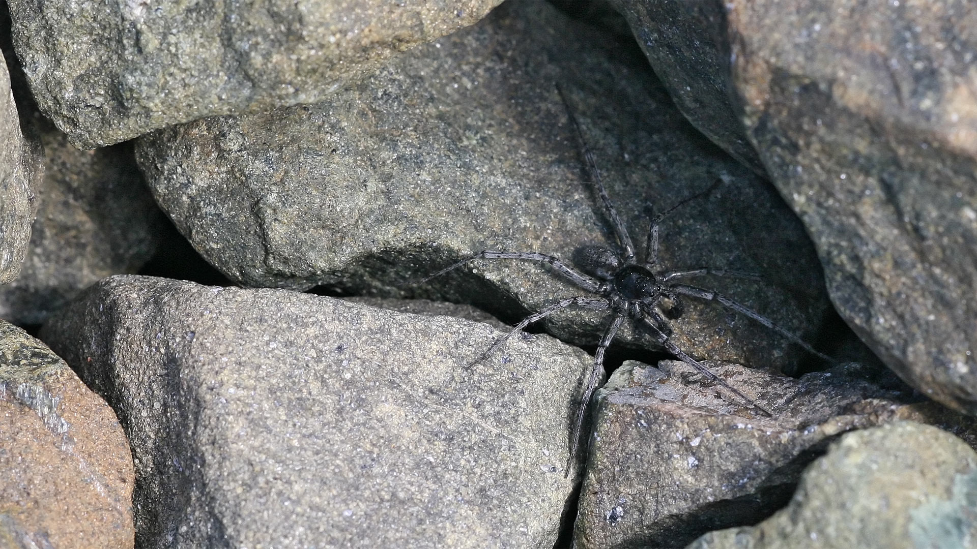 Acantholycosa pedestris