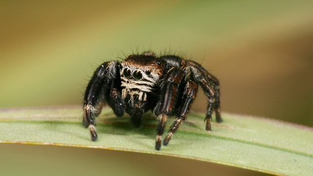 Evarcha arcuata 