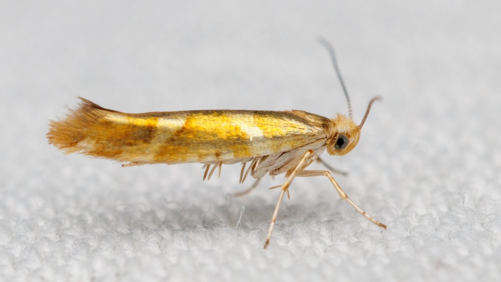 Argyresthia goedartella