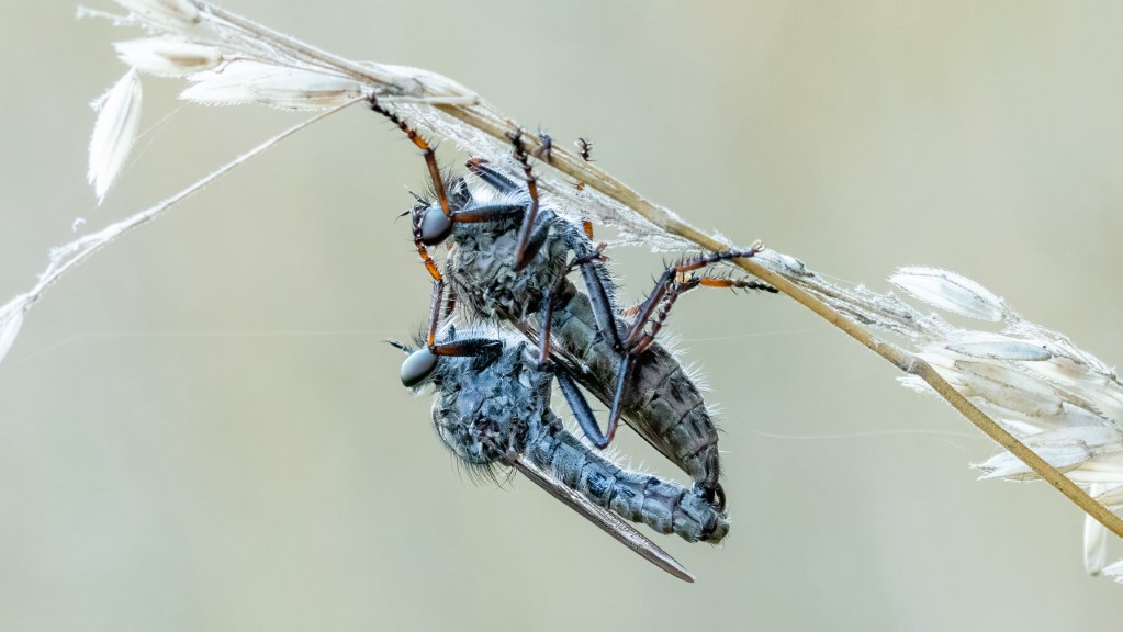 Asilidae Tolmerus atricapillus