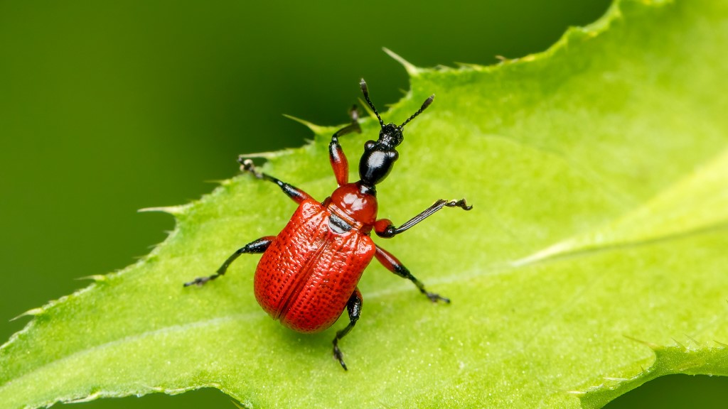 Attelabidae Apoderus coryli