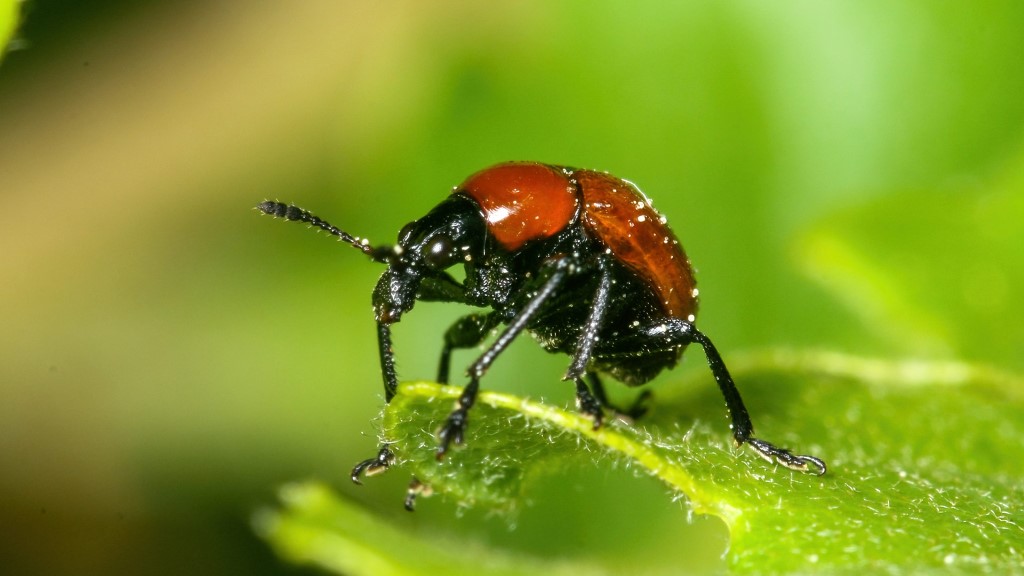 Attelabidae Attelabus nitens