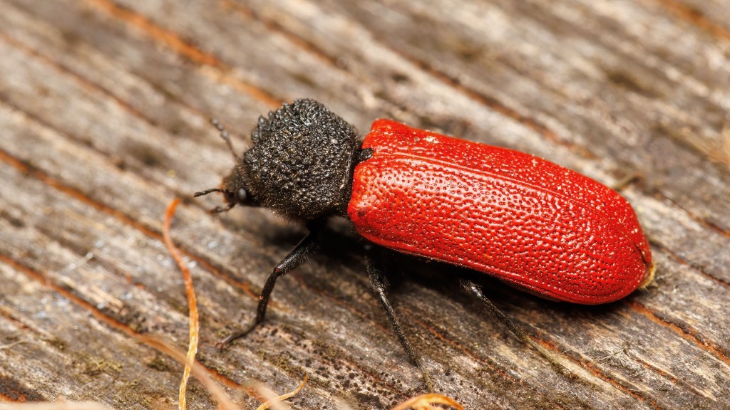 Bostrichidae Bostrichus capucinus