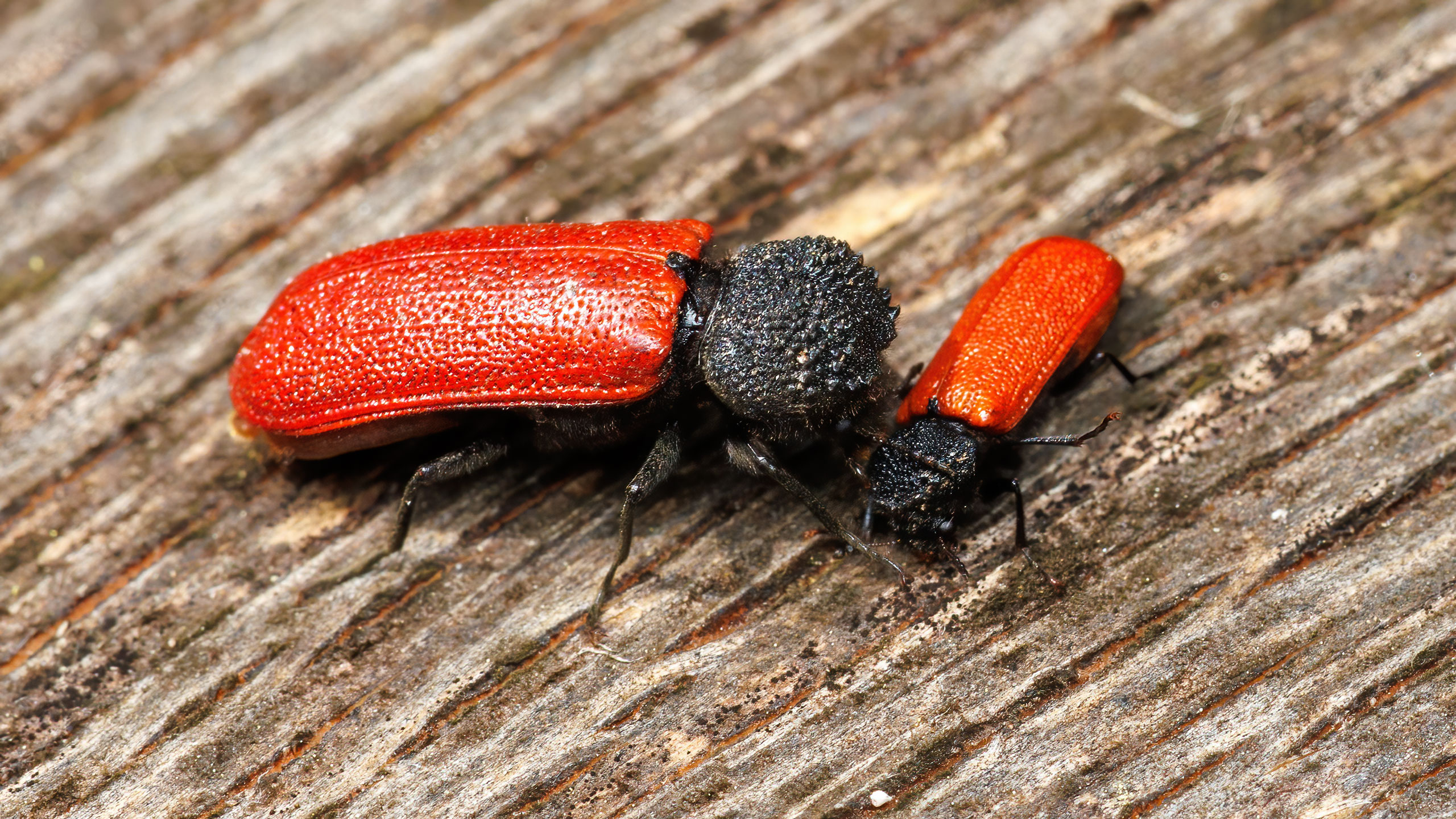 Bostrichidae Bostrichus capucinus