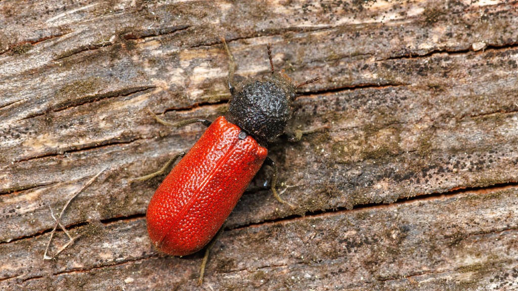 Bostrichidae Bostrichus capucinus