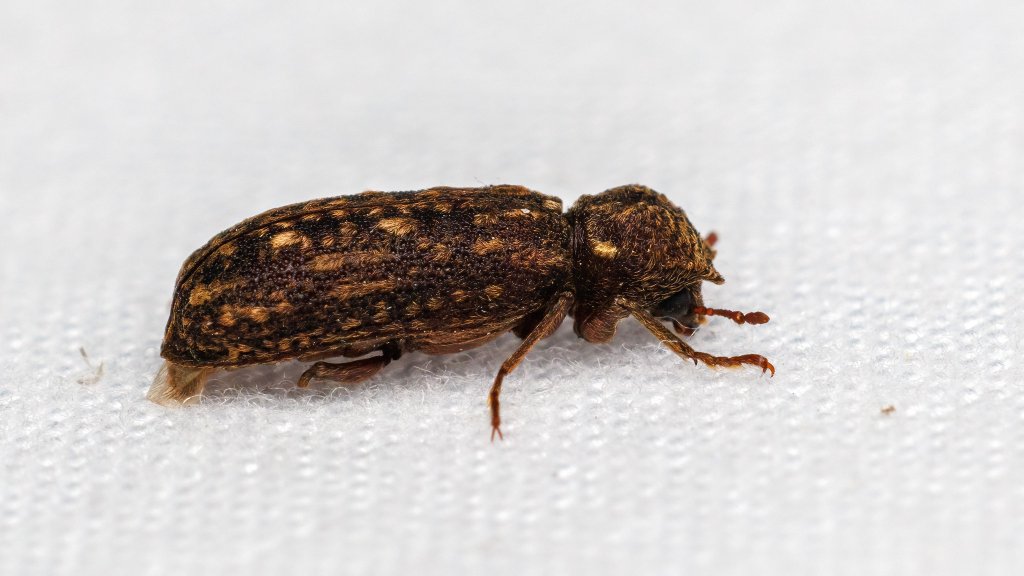 Lichenophanes varius