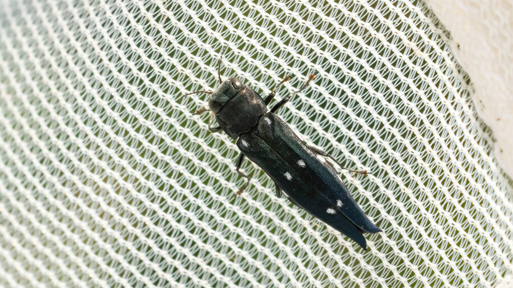 Agrilus guerini