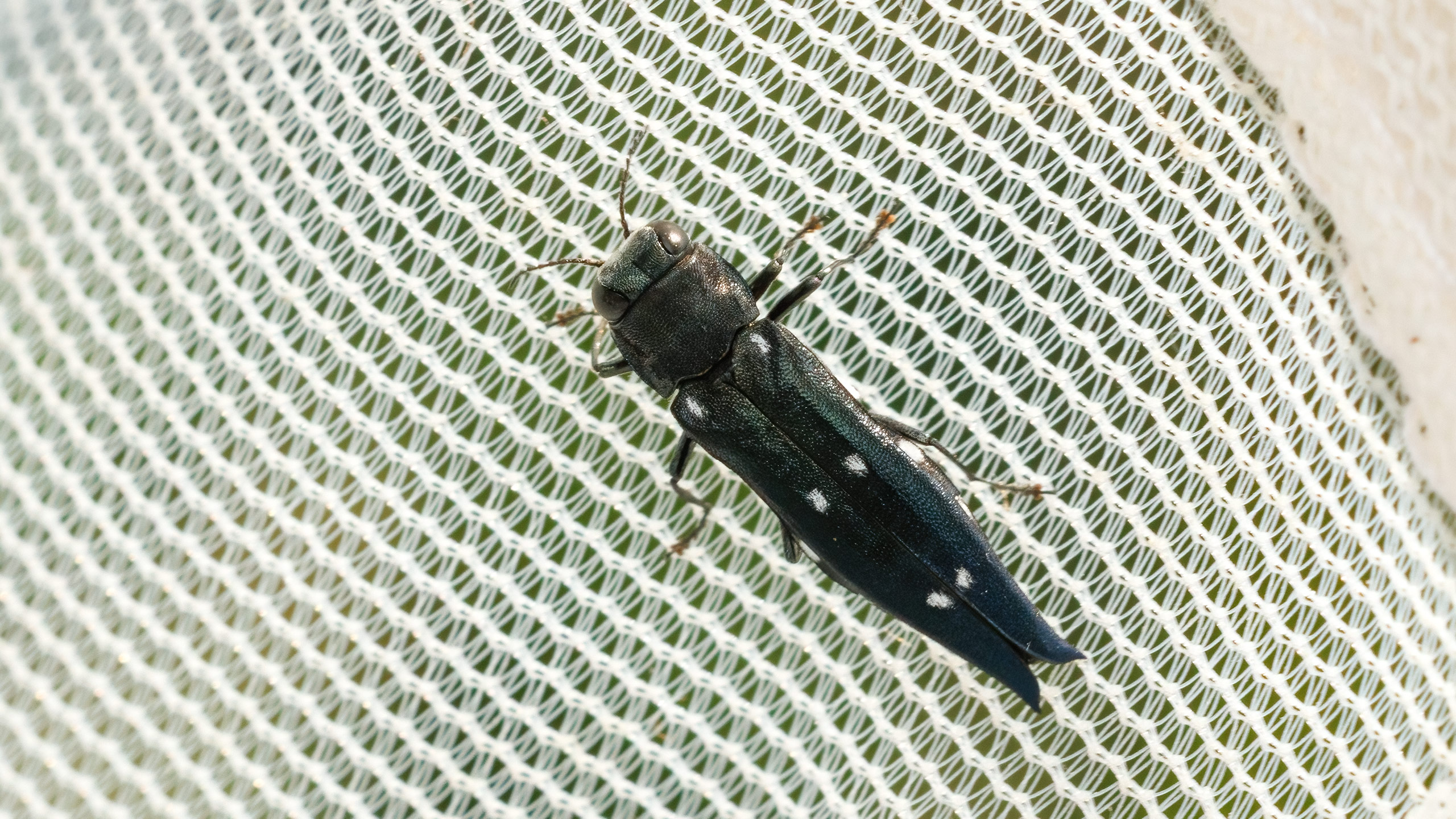 Agrilus guerini