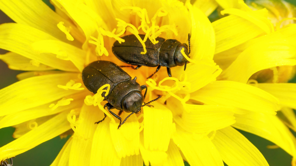 Anthaxia quadripunctata