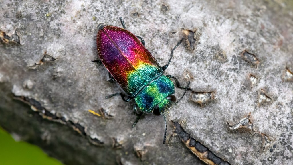 Buprestidae Anthaxia salicis