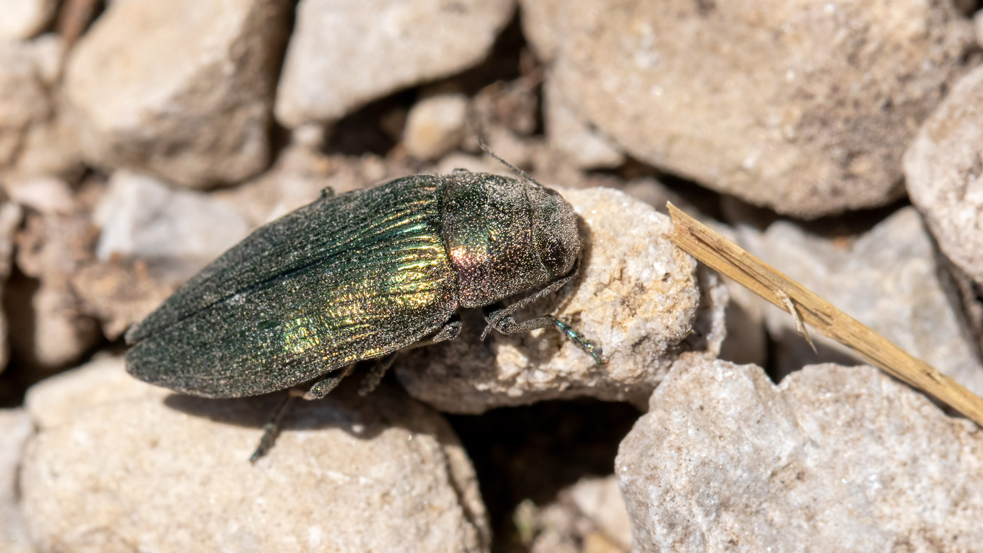 Buprestidae Buprestis rustica
