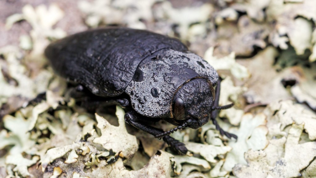 Buprestidae Capnodis tenebrionis