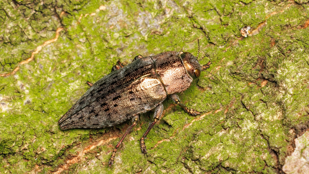 Dicerca berolinensis