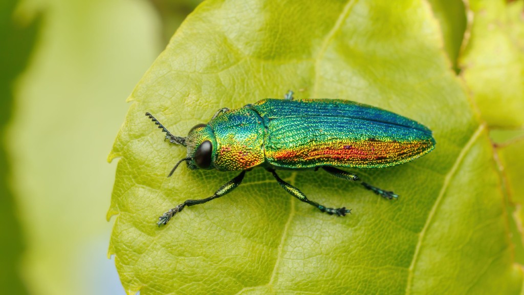 Buprestidae Lamprodila rutilans