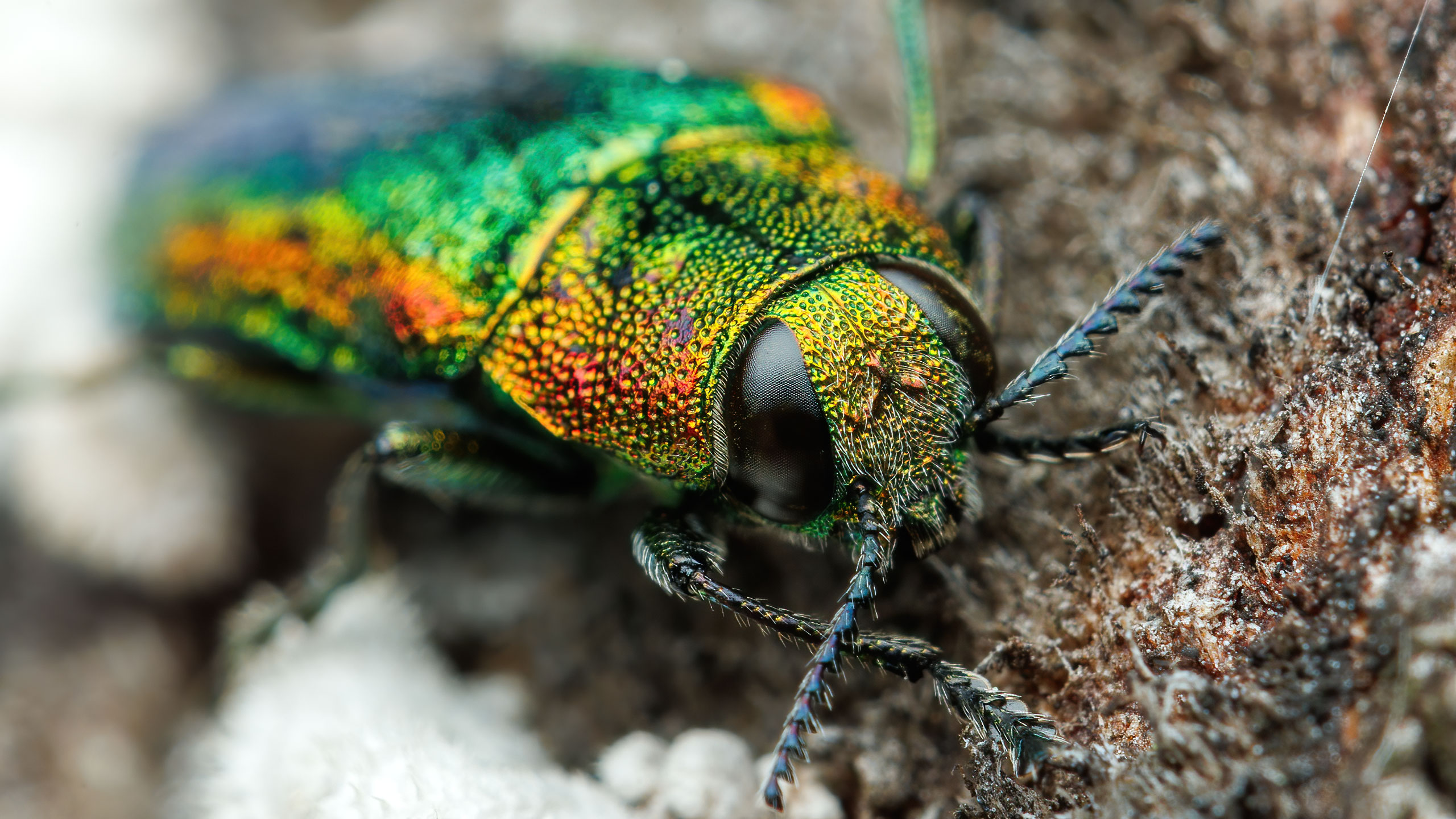 Buprestidae Lamprodila rutilans