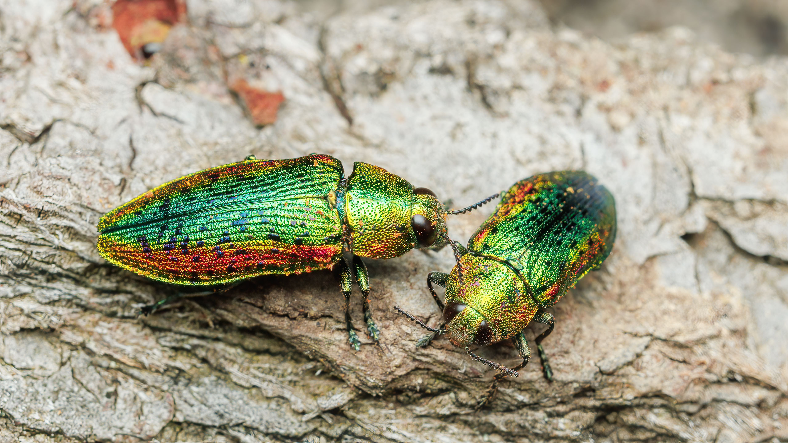 Buprestidae Lamprodila rutilans