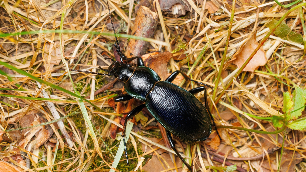 Carabus scheidleri