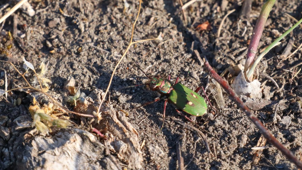 Carabidae Cicindela campestris