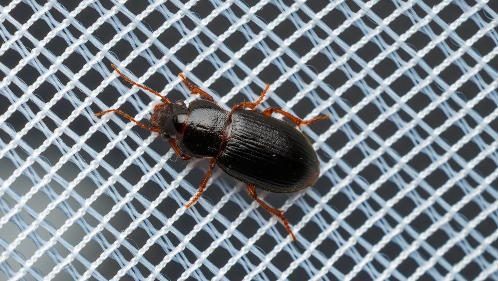 Harpalina
