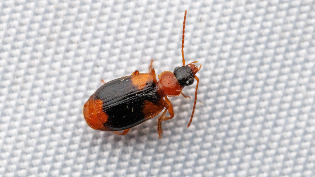 Lebia humeralis