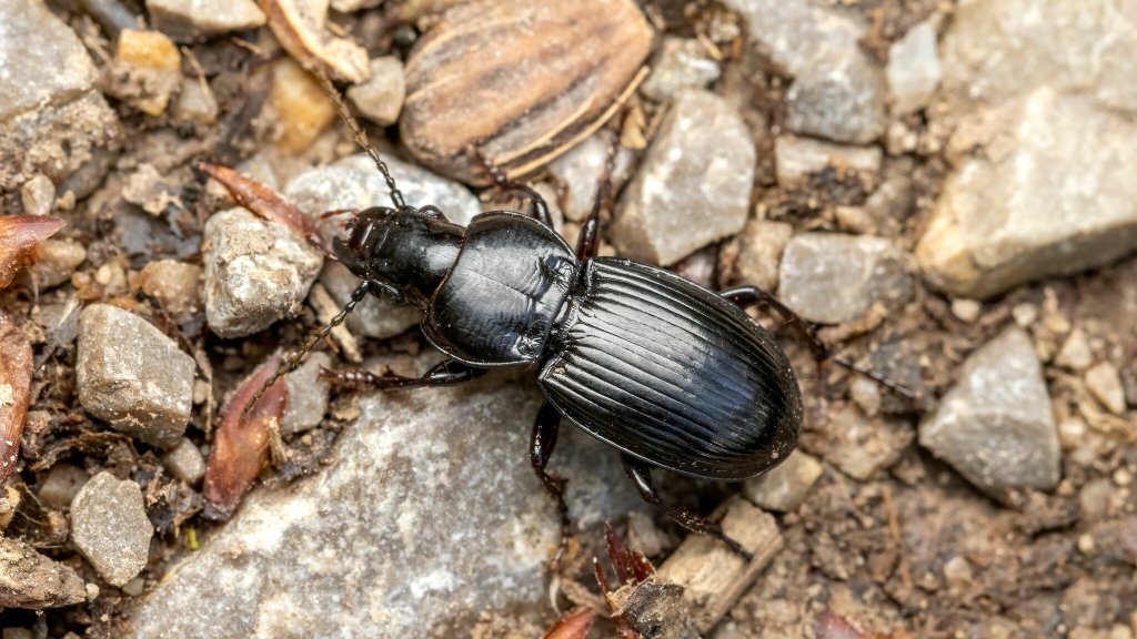 Molops elatus