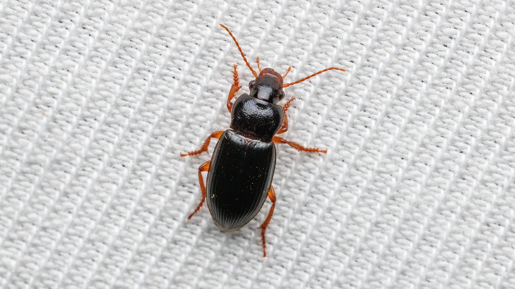Ophonus sp.
