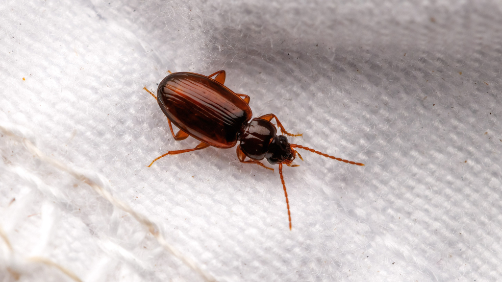 Trechus quadristriatus