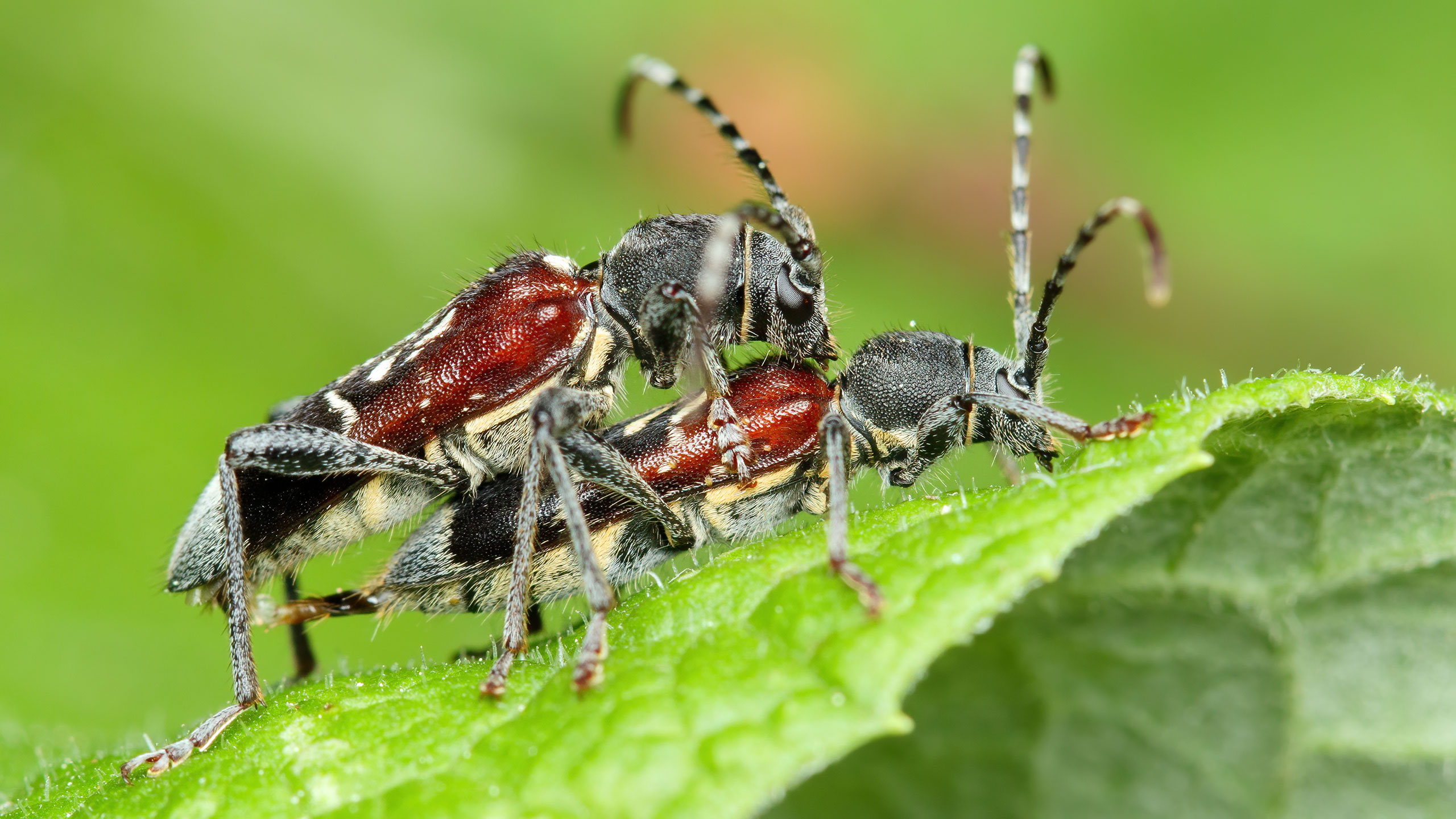Cerambycidae Anaglyptus mysticus