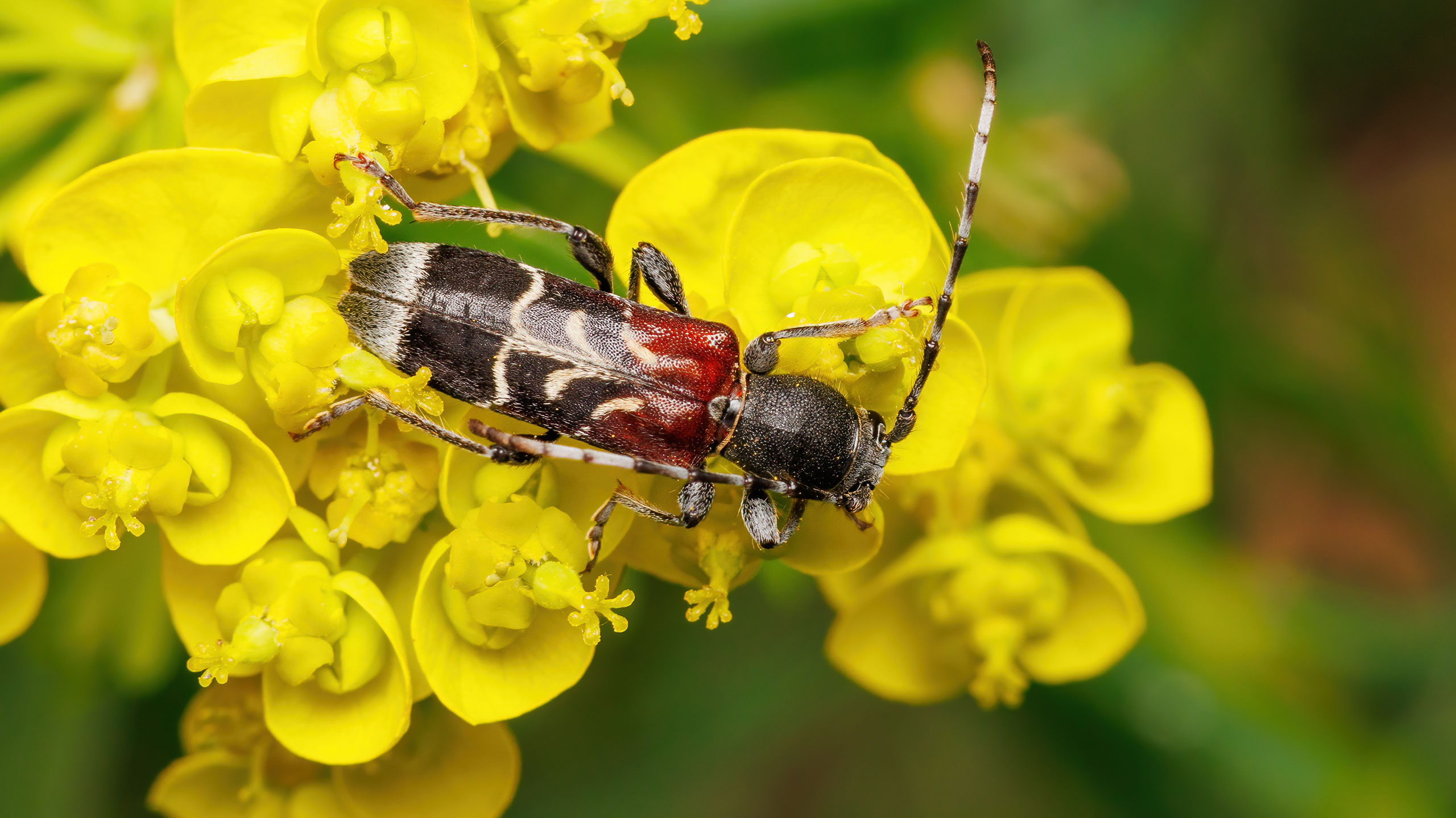 Cerambycidae Anaglyptus mysticus