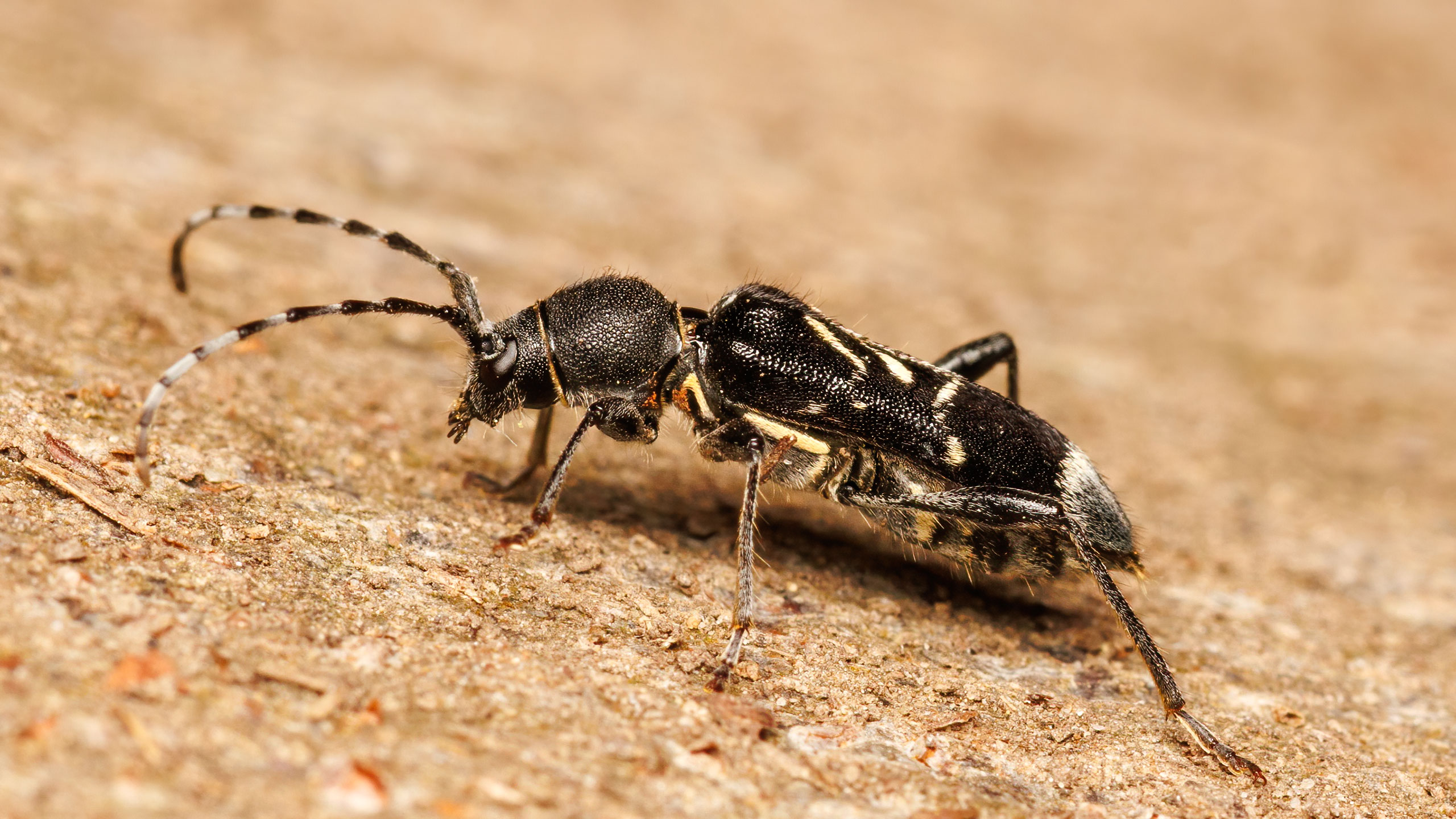 Cerambycidae Anaglyptus mysticus