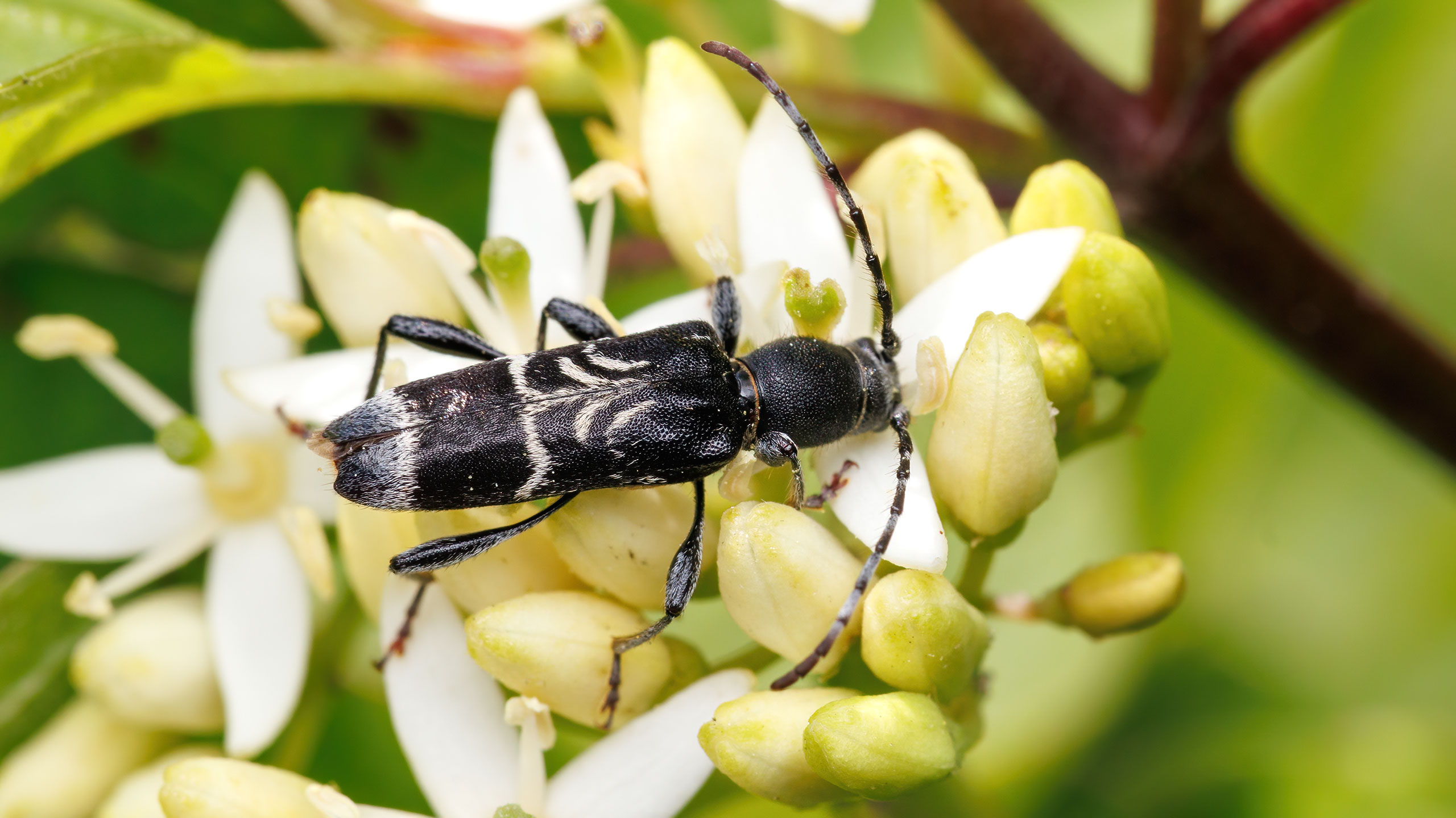 Cerambycidae Anaglyptus mysticus