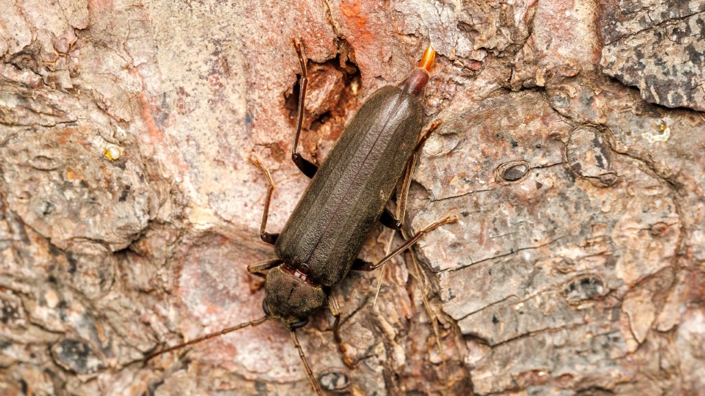 Cerambycidae Arhopalus rusticus