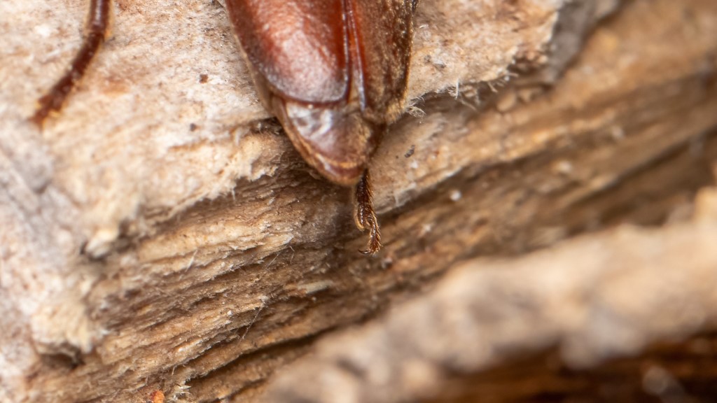 Arhopalus rusticus - Hind Feet (Tarsus) details