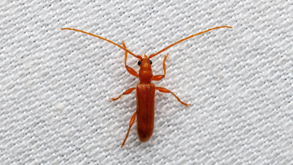 Axinopalpis gracilis
