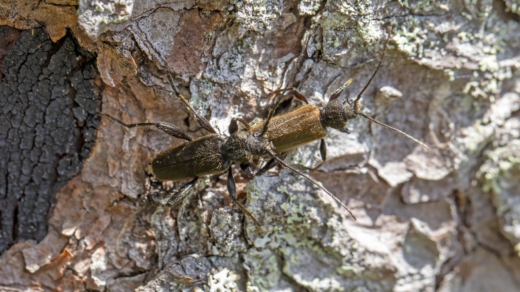 Cerambycidae Callidium coriaceum