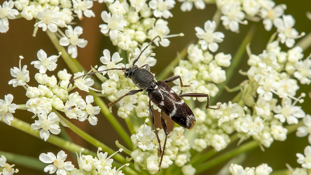 Chlorophorus sartor