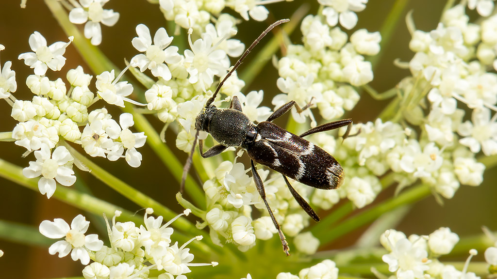 Cerambycidae Chlorophorus sartor