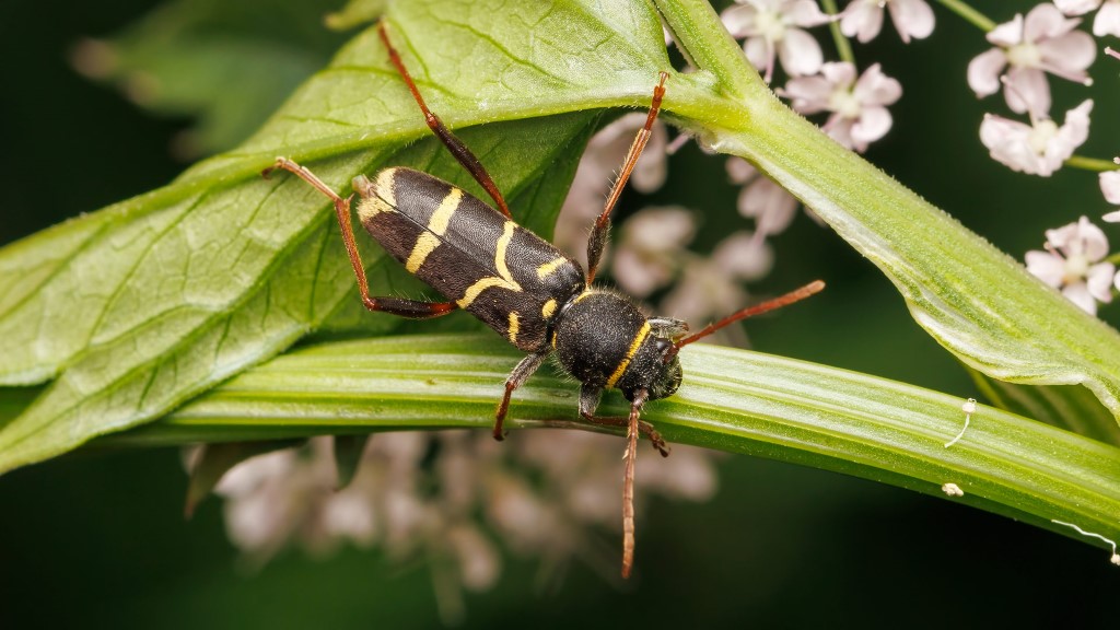 Cerambycidae Clytus lama