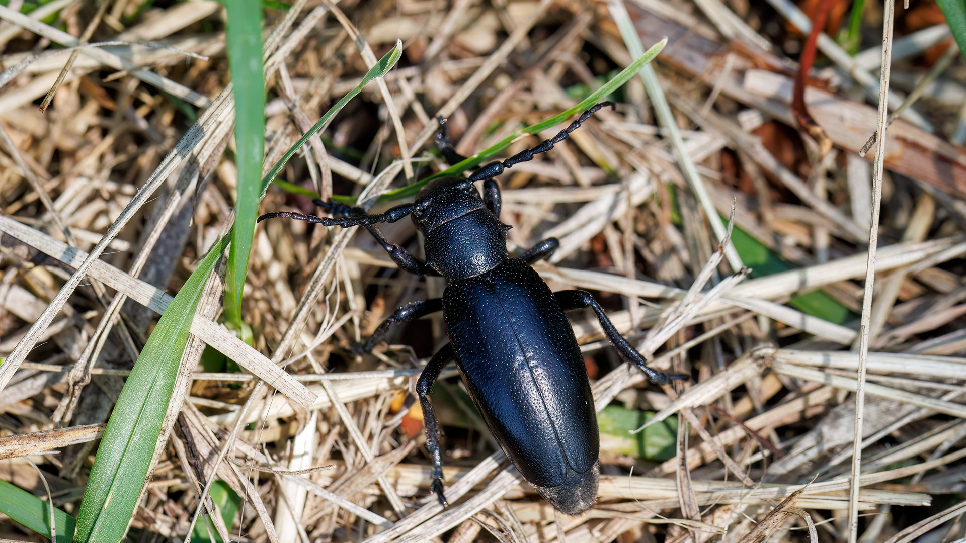 Cerambycidae Dorcadion aethiops
